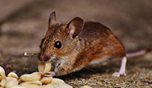 24 Hour & Emergency Exterminators in Moquah, WI